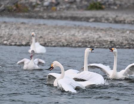 白鳥の飛来地「安曇野」　写真